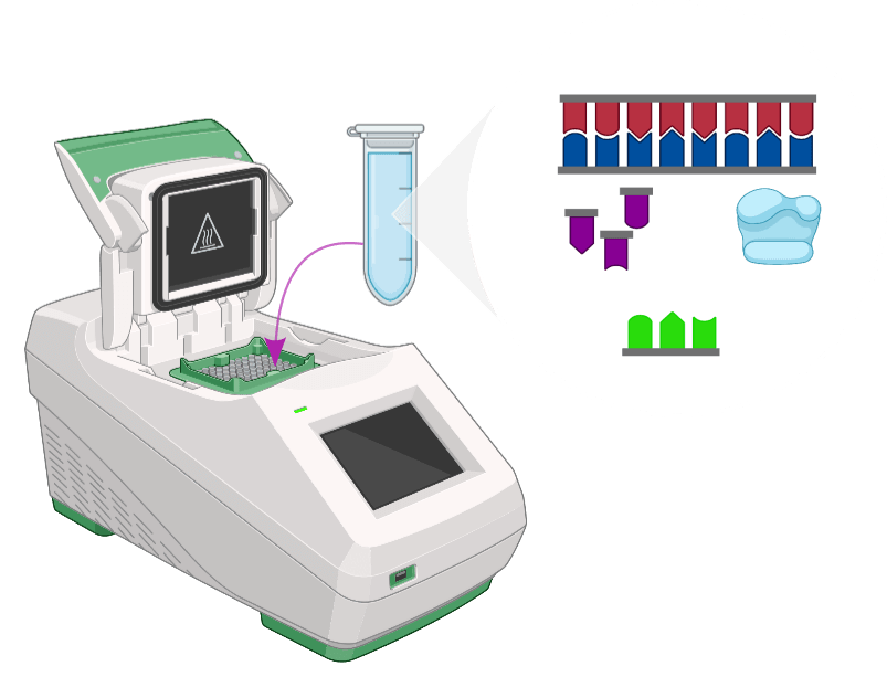 Polymerase Chain Reaction PCR basics